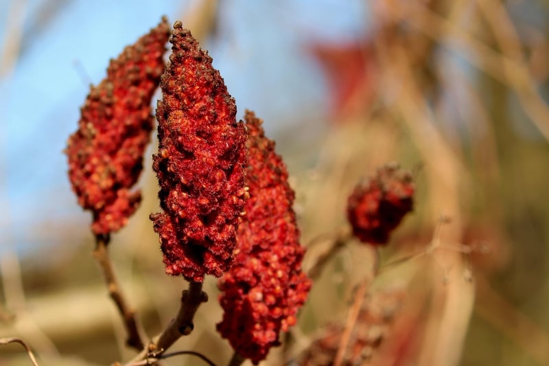 Sumac
